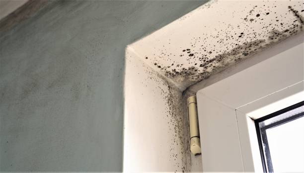 Best Mold Documentation for Insurance Claims  in Moorefield, WV