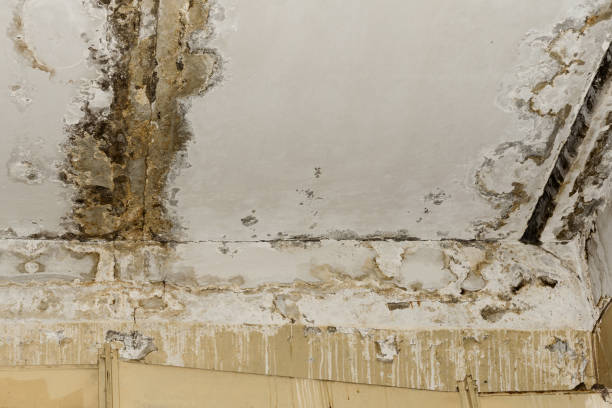 Best Industrial Mold Remediation  in Moorefield, WV