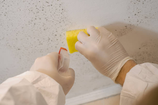 Best Mold Damage Restoration  in Moorefield, WV