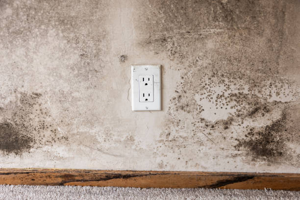 Best Mold Odor Removal Services  in Moorefield, WV