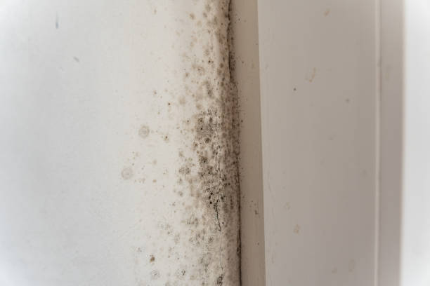Moorefield, WV Mold Removal Company