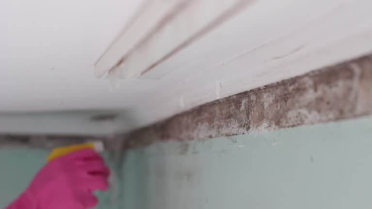 Best Post-Construction Mold Inspection  in Moorefield, WV